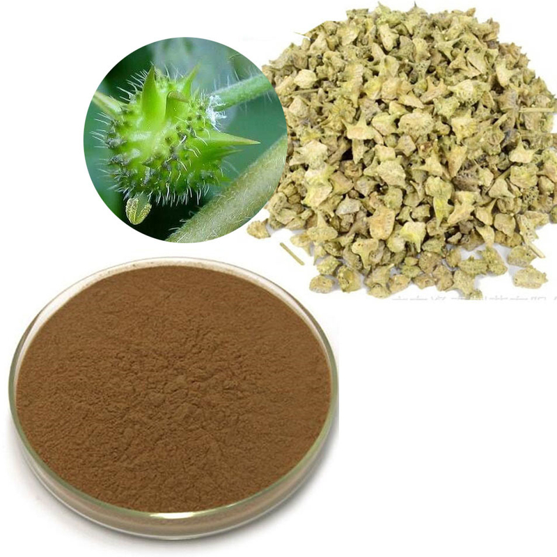 Extracto de Tribulus Terrestris