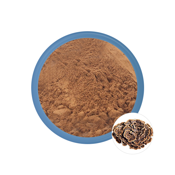 Maitake Fabricante de extracto de hongos